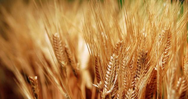 مصر تشتري 180 ألف طن من القمح الروسي بمناقصة عالمية