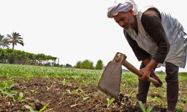 Egyptian farmers hurt by fertilizer price hikes
