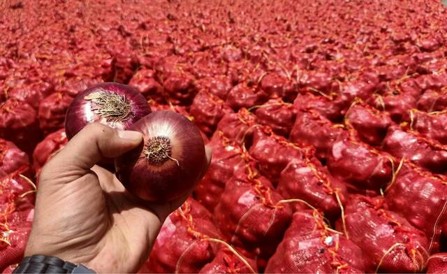 بصل مصري - أرشيفية