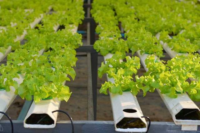 DANA, Masdar pen deal to launch agritech accelerator project in Abu Dhabi