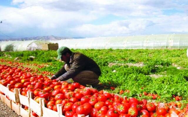 الزراعة المصرية: ترخيص 751 مشروعاً جديداً وتسجيل 599 تركيبة أعلاف خلال يوليو