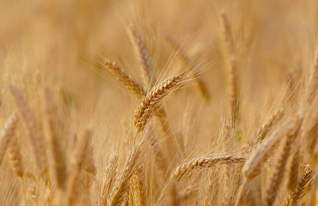 Egypt’s state grains buyer offers 10K tonnes of Russian wheat via EMX