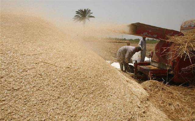 متحدث: مصر تشتري القمح من المزارعين دون التقيد بكميات