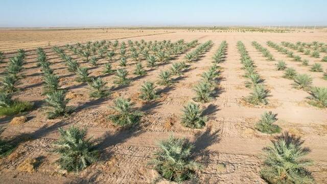 مشروع زراعة نخيل المجدول