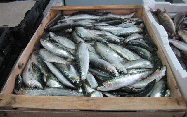 مصر تعلن ارتفاع الإنتاج السمكي إلى1.9مليون طن في 2018