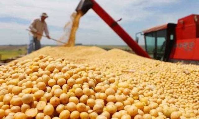 China slashes US soybean cargoes by 80% as tariffs bite