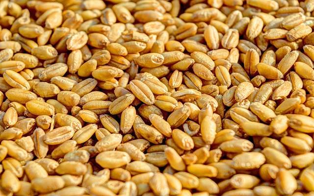 الزراعة المصرية تصدر توصيات لمزارعي القمح لتعظيم إنتاجية المحصول