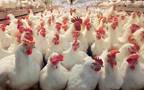 Egypt for Poultry will cut its capital to EGP 85.14 million