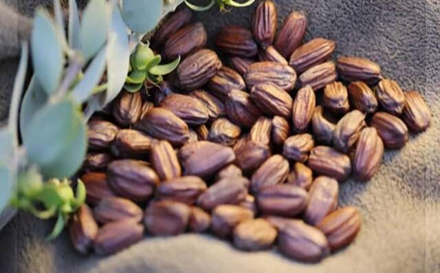 بذور نبات الجوجوبا