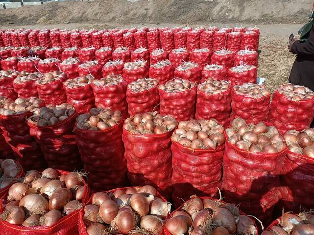 تصدير البصل المصري