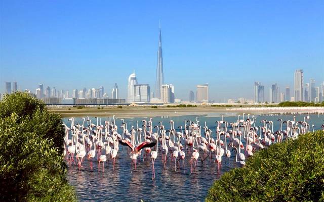 أكثر من 1700 شركة فعّالة بمنطقة رأس الخور الإماراتية