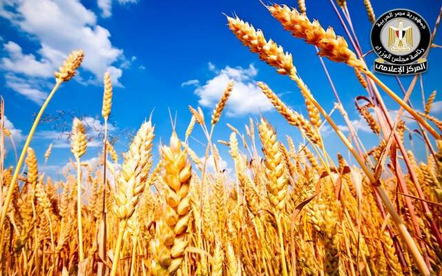 قمح