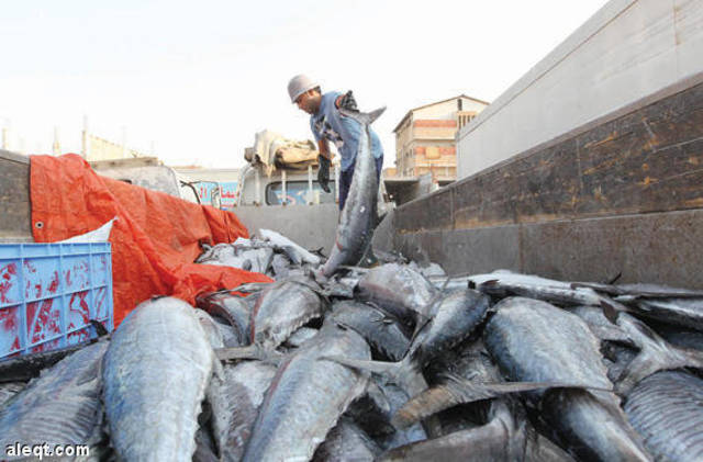 حجم مبيعات الأسماك في المملكة يبلغ 3 مليارات ريال سنويا