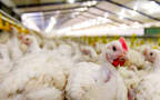 الشركة تعمل على إنشاء واقامة مصنع أعلاف ومزارع دجاج
