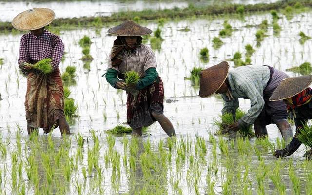 ارتفاع أسعار الأرز عالمياً لأعلى مستوى في 7 سنوات