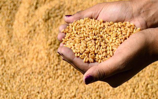 الوزراء المغربي يُقر تمديد إيقاف رسوم استيراد القمح اللين ومشتقاته