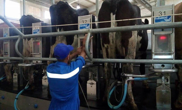 مزرعة لإنتاج الألبان تابعة لشركة جهينه