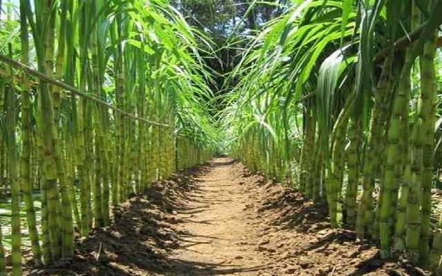 المحافظ: قنا تنتج أكثر من ثلث محصول قصب السكر في مصر