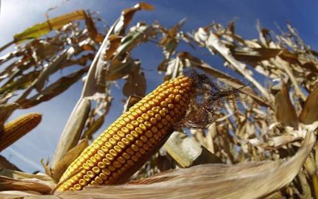 Maize Products profits decline 90% in Q1