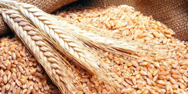 هل تشتري مصر القمح من الشركات الإماراتية بالدولار؟ التموين تجيب