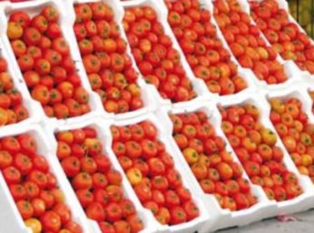 جنون الأسعار يصنف الطماطم ضمن الذهب “الأحمر”