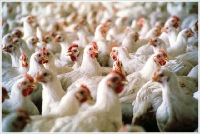 Sohar Poultry annual profit soars by 77%