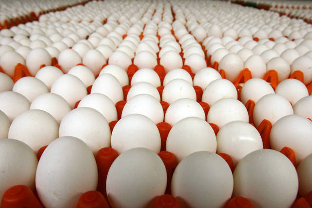 حظر تصدير البيض الطازج