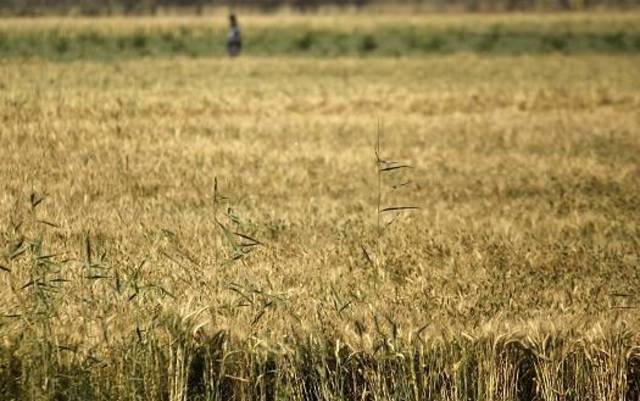 "الدولية للمحاصيل" تتحول إلى الربحية في 6 أشهر