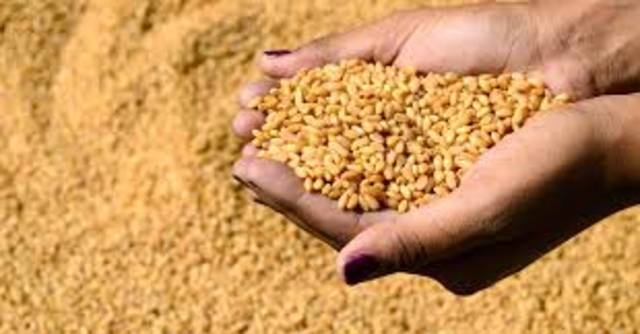 مسؤول: مصر تفحص واردات القمح من روسيا بعد الانفجار النووي