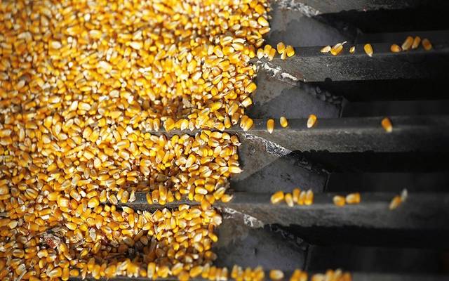 تقرير: الصين تستعد لشراء الذرة الأمريكية بعد المحادثات التجارية