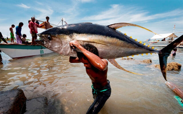 مصائد التونة في المحيط الهندي