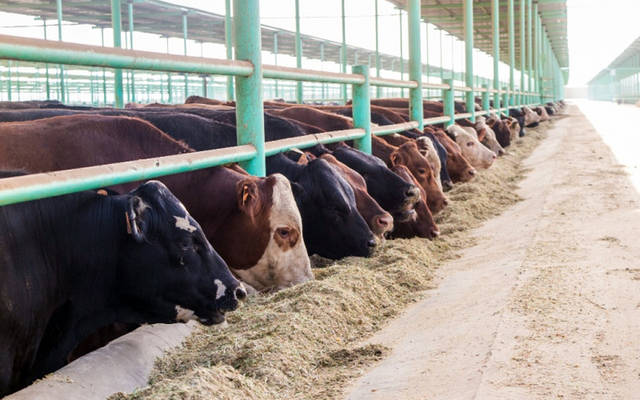 مزارع أبقار وماشية