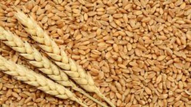 البحرين تطرح مناقصة لشراء 25 ألف طن من القمح